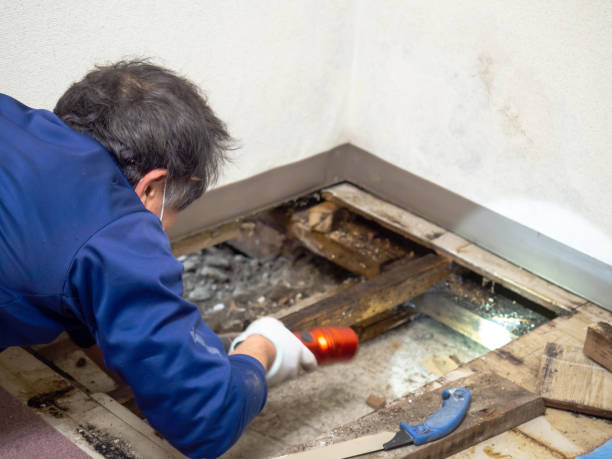 Best Toxic Mold Removal  in South Bradenton, FL